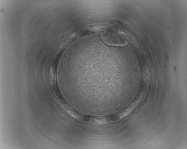 X0000072960420200608041158