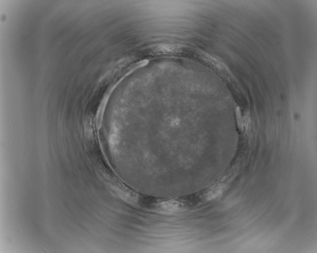 X0000072960423200608041157