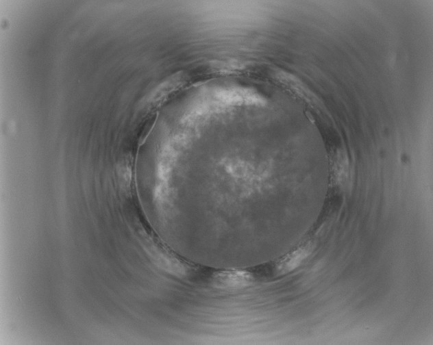 X0000072960427200608041157