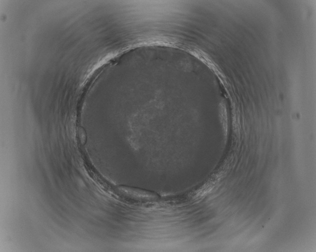 X0000072960434200608041156