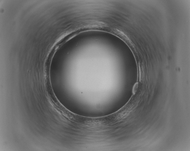 X0000072960435200608041156