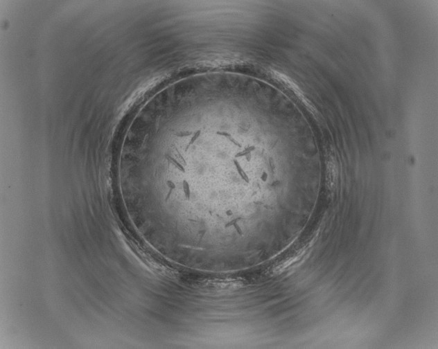 X0000072960443200608041157