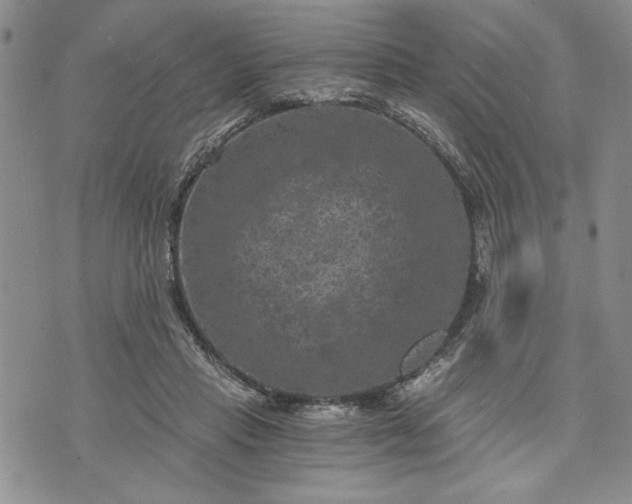 X0000072960453200608041157