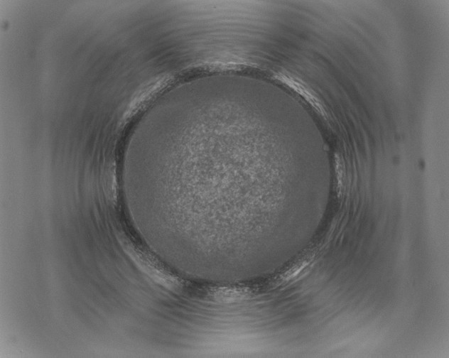 X0000072960494200608041156