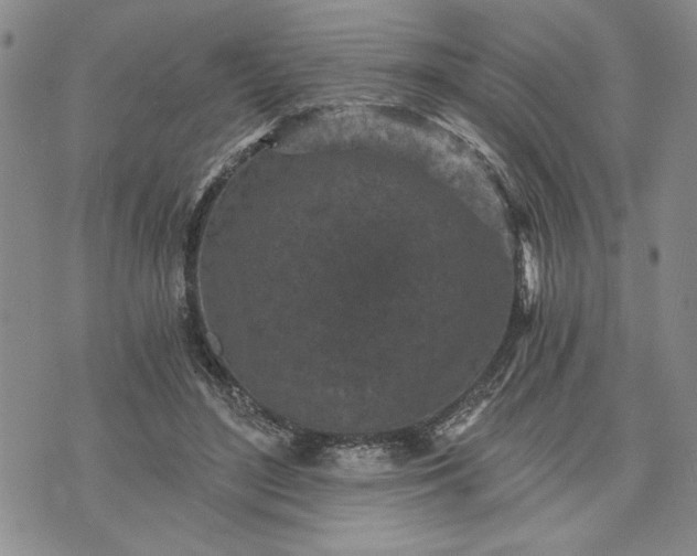 X0000072960500200608041156