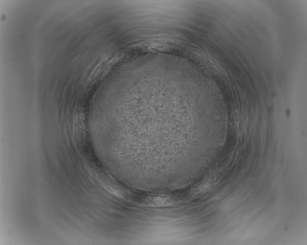 X0000072960506200608041156