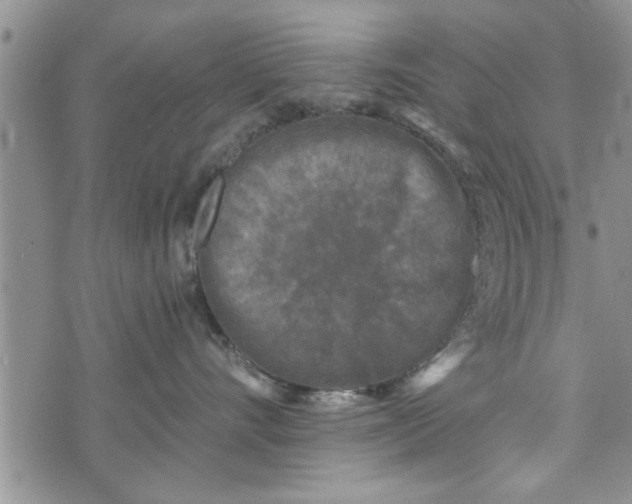 X0000072960528200608041156