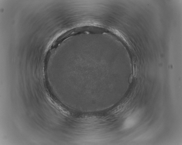 X0000072960531200608041155