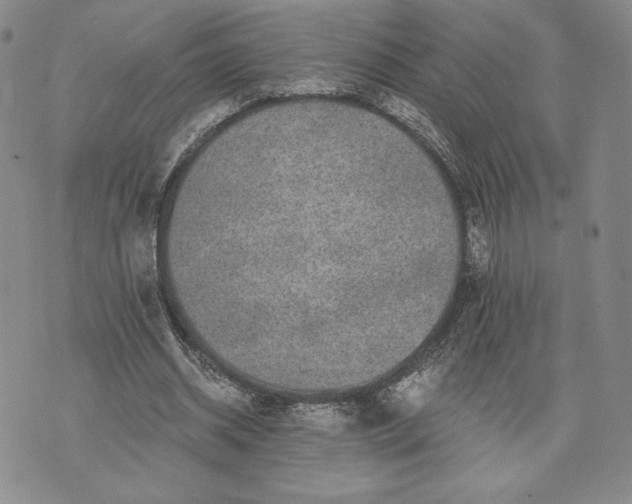 X0000072960534200608041155