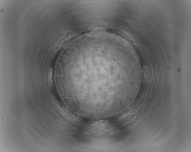 X0000072960550200608041155