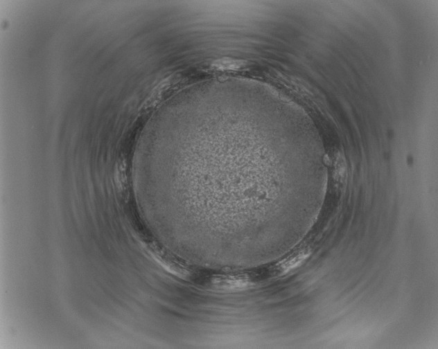 X0000072960559200608041155