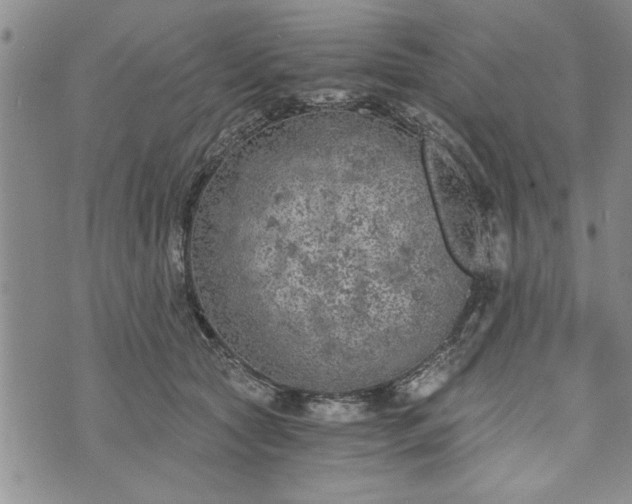 X0000072960561200608041155