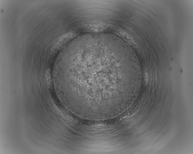 X0000072960594200608041155