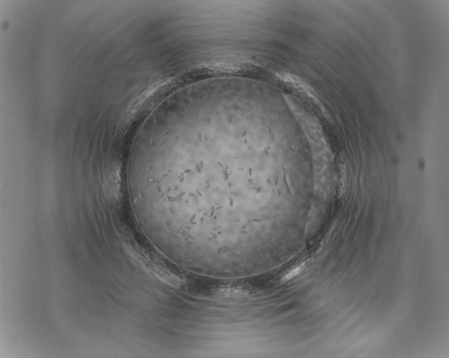 X0000072960596200608041155