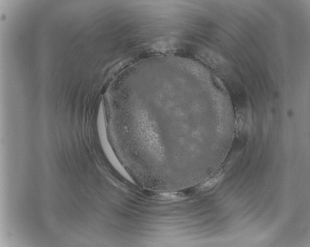 X0000072960623200608041154