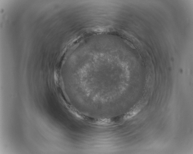 X0000072960720200608041153