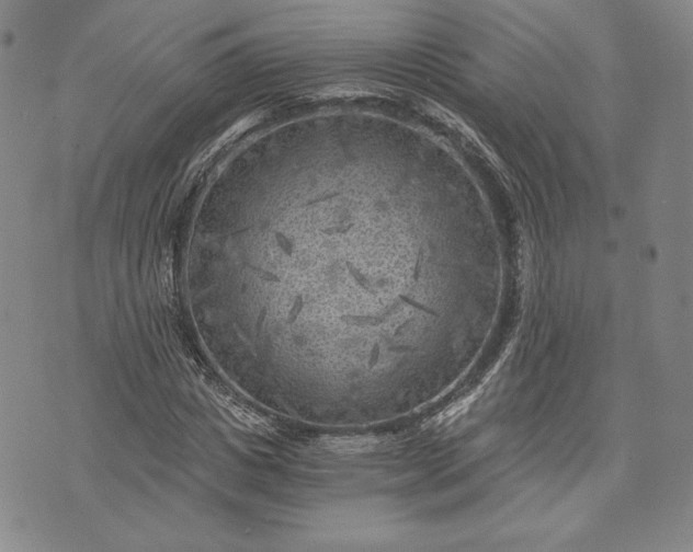 X0000072960825200608041150