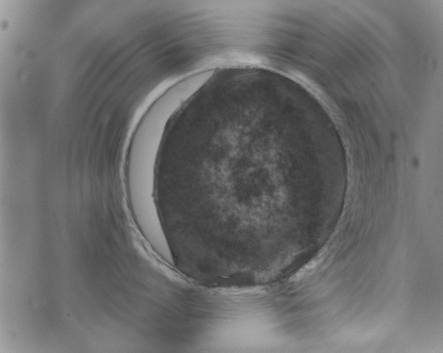 X0000072960864200608041151