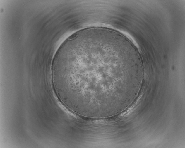 X0000072960903200608041150