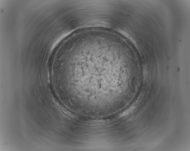 X0000072960925200608041149