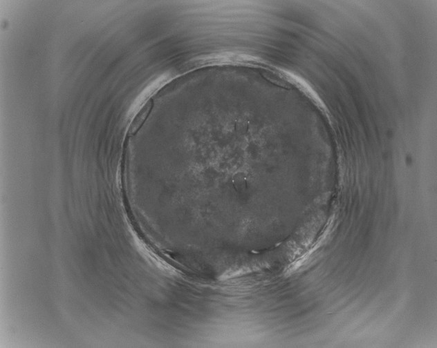 X0000072960946200608041149