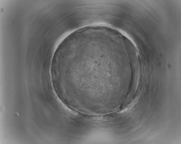 X0000072960959200608041149