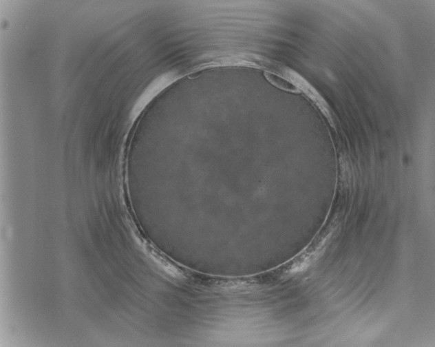 X0000072961002200608041148