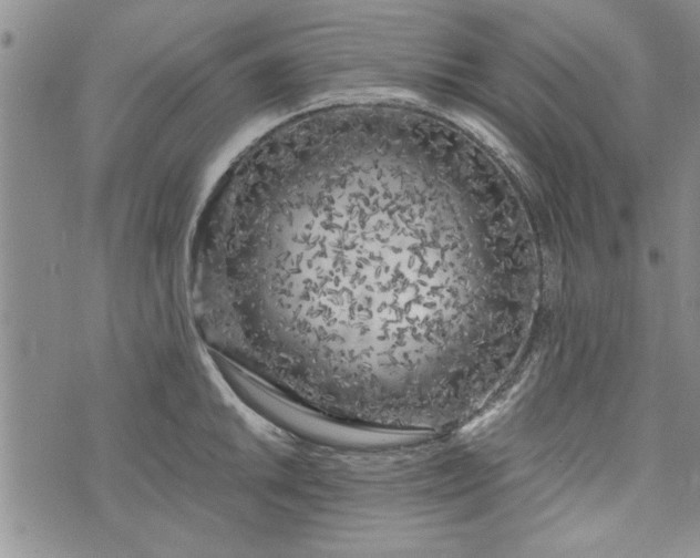 X0000072961046200608041148