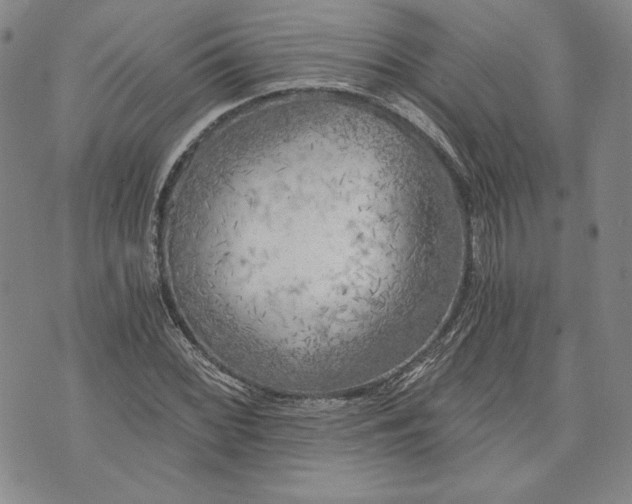 X0000072961068200608041147