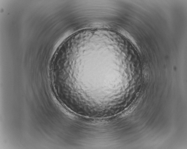 X0000072961091200608041146