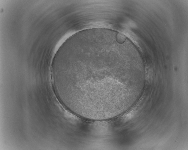 X0000072961094200608041146