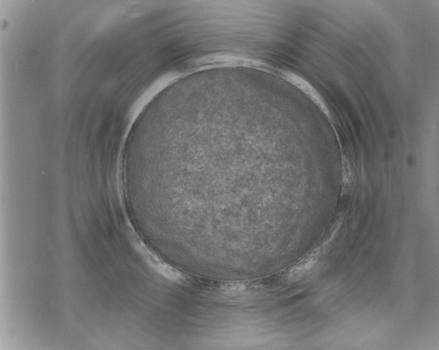 X0000072961098200608041146