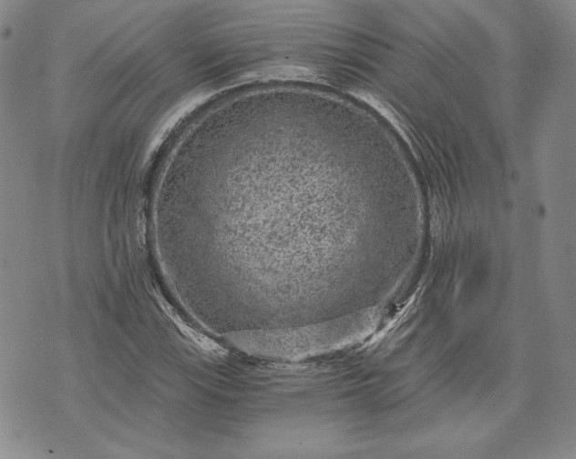 X0000072961115200608041146