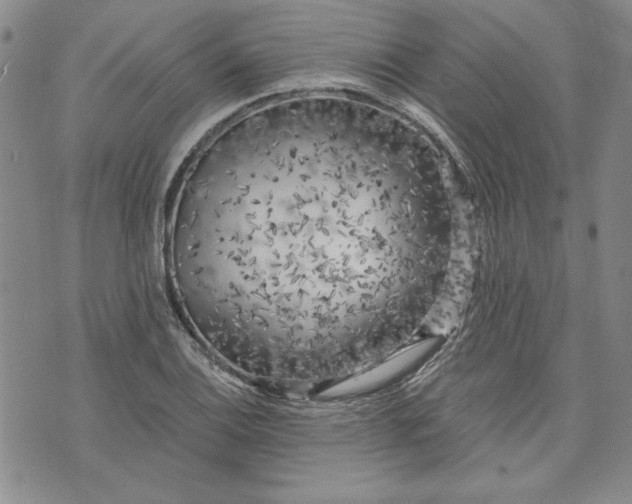 X0000072961124200608041146