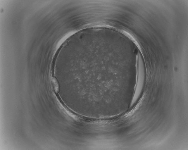 X0000072961141200608041146