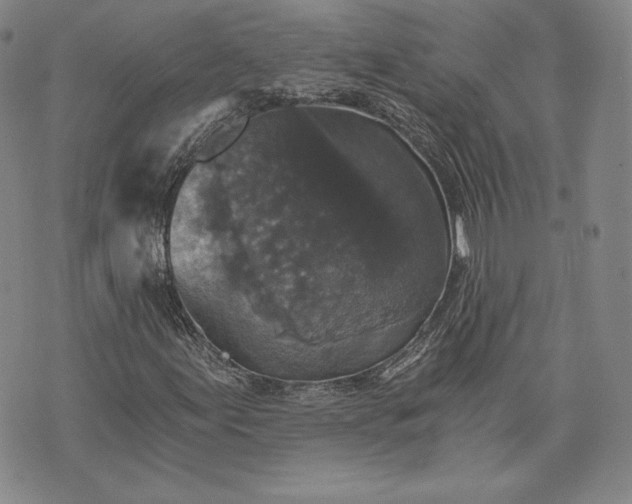 X0000072961155200608041145