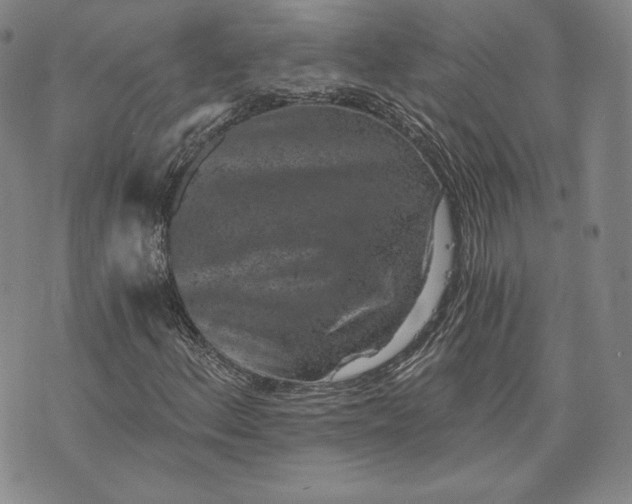 X0000072961156200608041145