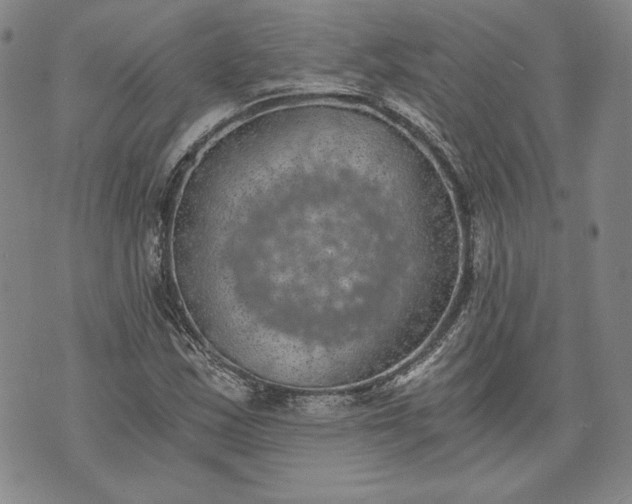 X0000072961163200608041145