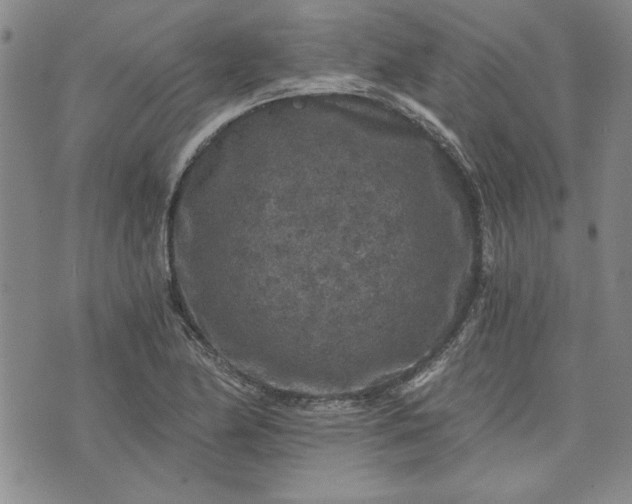 X0000072961174200608041145