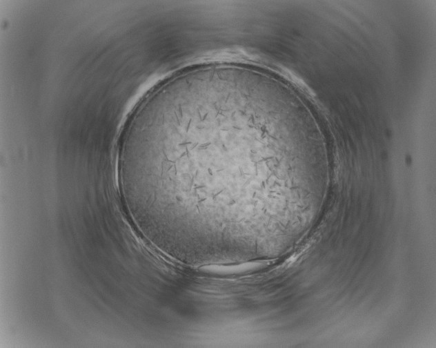 X0000072961224200608041144