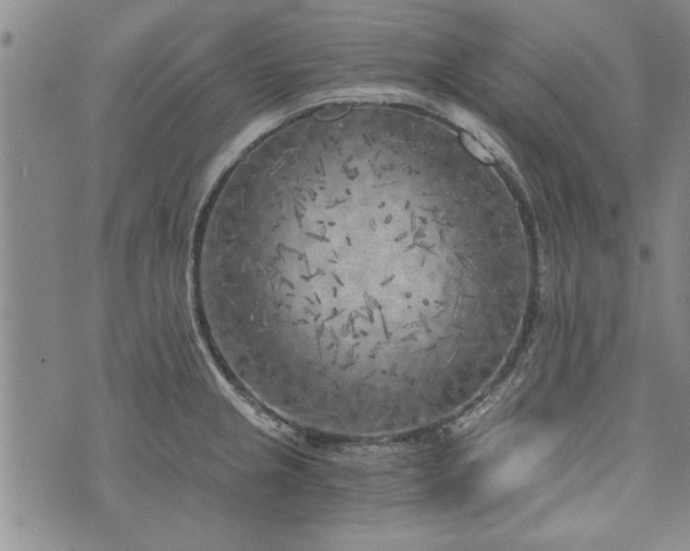 X0000072961237200608041145