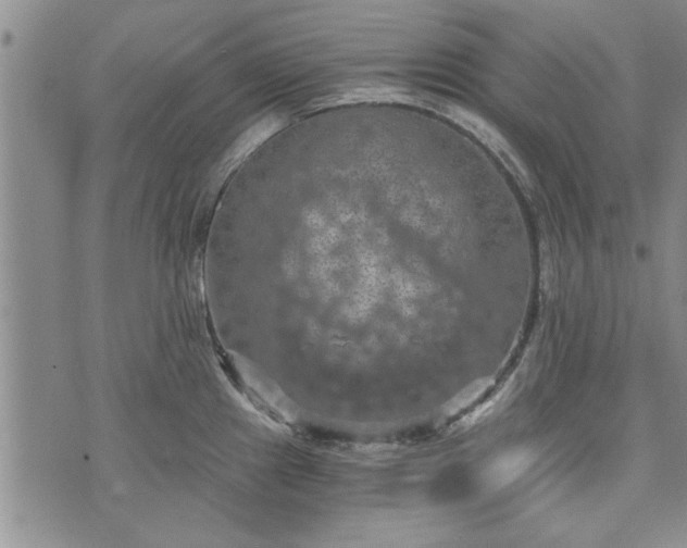 X0000072961241200608041145