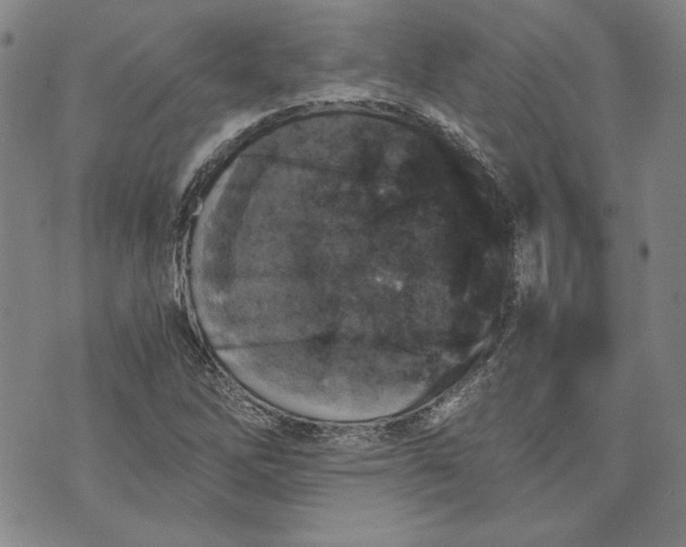 X0000072961262200608041144