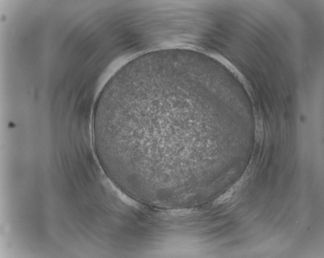 X0000072961294200608041143