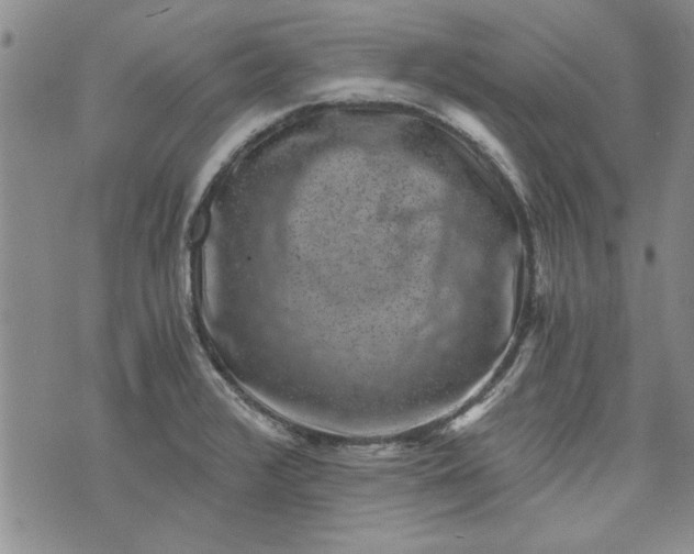 X0000072961376200608041142