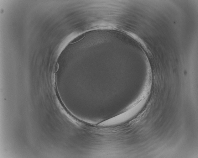 X0000072961383200608041142