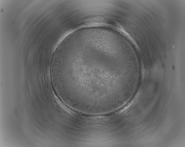 X0000072961417200608041141