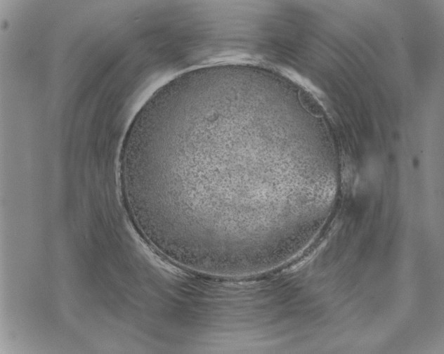 X0000072961423200608041141