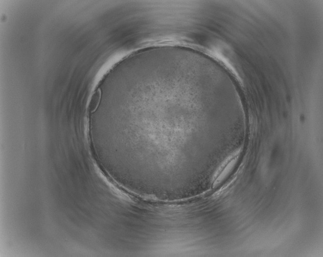 X0000072961424200608041141