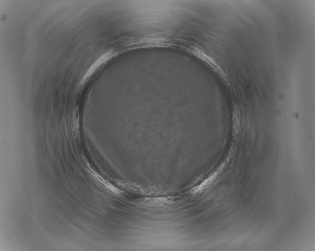 X0000072961450200608041141